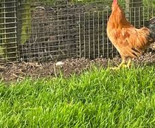 Roosters