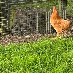 Roosters