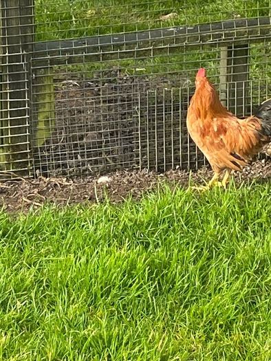 Roosters