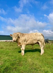 Pedigree Charolais Bull for sale