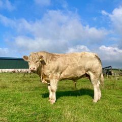 Pedigree Charolais Bull for sale