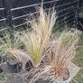 tall grasses , 4 " green pony tail " & 1 bronze  , Image 2