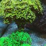 hammer corals frags/colonies Image 2