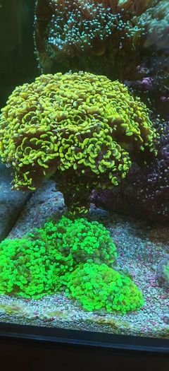 hammer corals frags/colonies