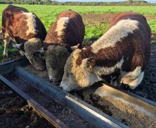 Hereford bulls
