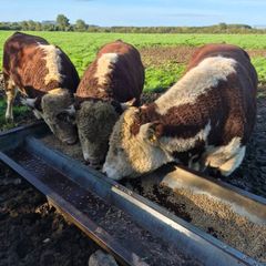 Hereford bulls