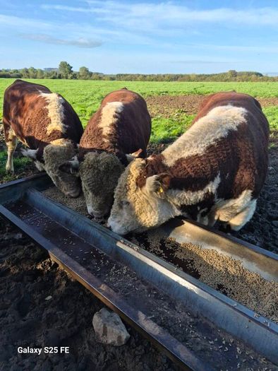Hereford bulls