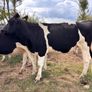 Pedigree In-calf British Friesian Heifers Image 8