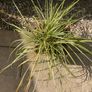 Evergreen plant Image 4