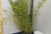 large planter with black pearl bamboo and hanging plants