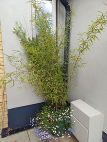 2 large planters with black pearl bamboo and hanging plants