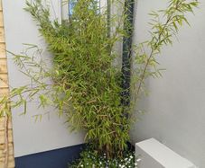 2 large planters with black pearl bamboo and hanging plants