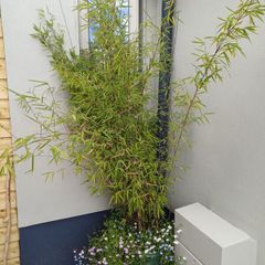 large planter with black pearl bamboo and hanging plants