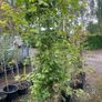 Trees for Sale Image 10