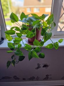 Beautiful Devil's Ivy hanging plant