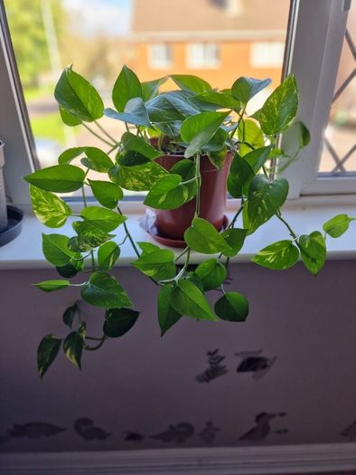 Beautiful Devil's Ivy hanging plant