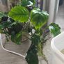 anubias plant and ornament Image 5