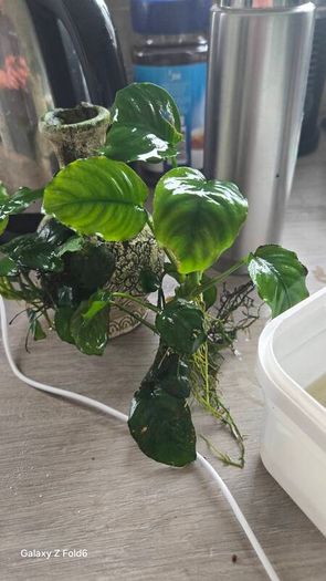 anubias plant and ornament