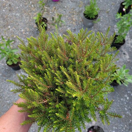 40 fantastic heather plants.