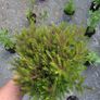 40 fantastic heather plants. Image 5