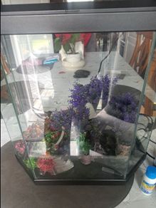 Fish tank
