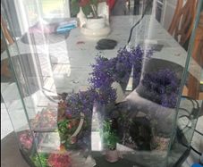 Fish tank