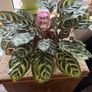 Peacock House Plant Image 5