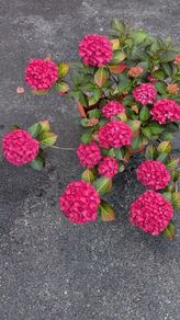 Hydrangea