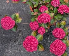 Hydrangea