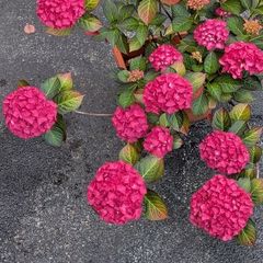 Hydrangea