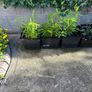 Bamboo plant Image 3