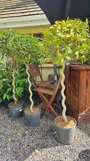 Spiral Bay Laurel Lollipop Trees