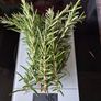 fresh cut rosemary Image 3