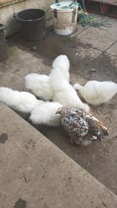Silkie Pair Hen + Rooster Show Lines