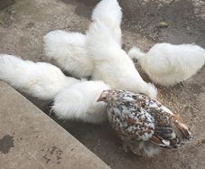 Silkie Pair Hen + Rooster Show Lines