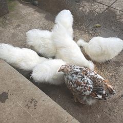 Silkie Pair Hen + Rooster Show Lines