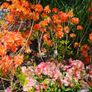 Tall Rhododendron Plants Image 5