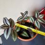 Tradescantia plant Image 3