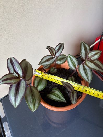 Tradescantia plant