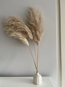 3x Fluffy Pampas Grass
