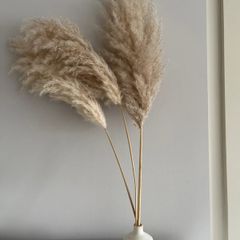 3x Fluffy Pampas Grass
