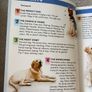 Vintage Book Puppy Training the Guide Dogs Way Image 4