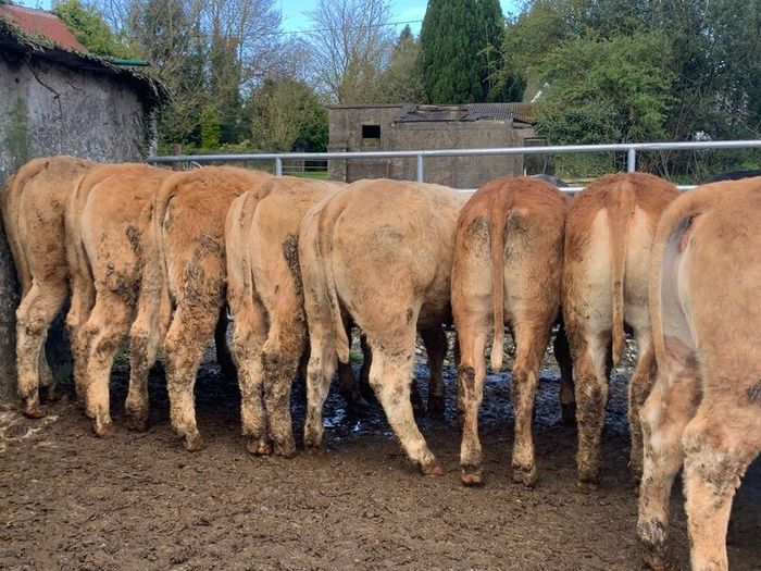 16 store heifers 390kg