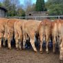 16 store heifers 390kg Image 2