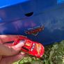 Disney cars carry case set Image 6