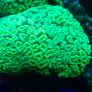 Candy Cane Marine Coral Image 3