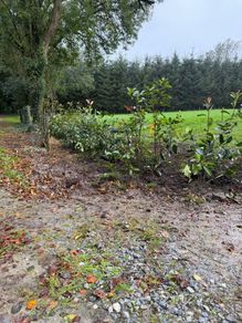 Red Robin Hedging (Mature)
