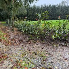 Red Robin Hedging (Mature)