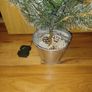 Prelit porch tree 0.9 m Image 2