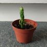 Cactus Image 3